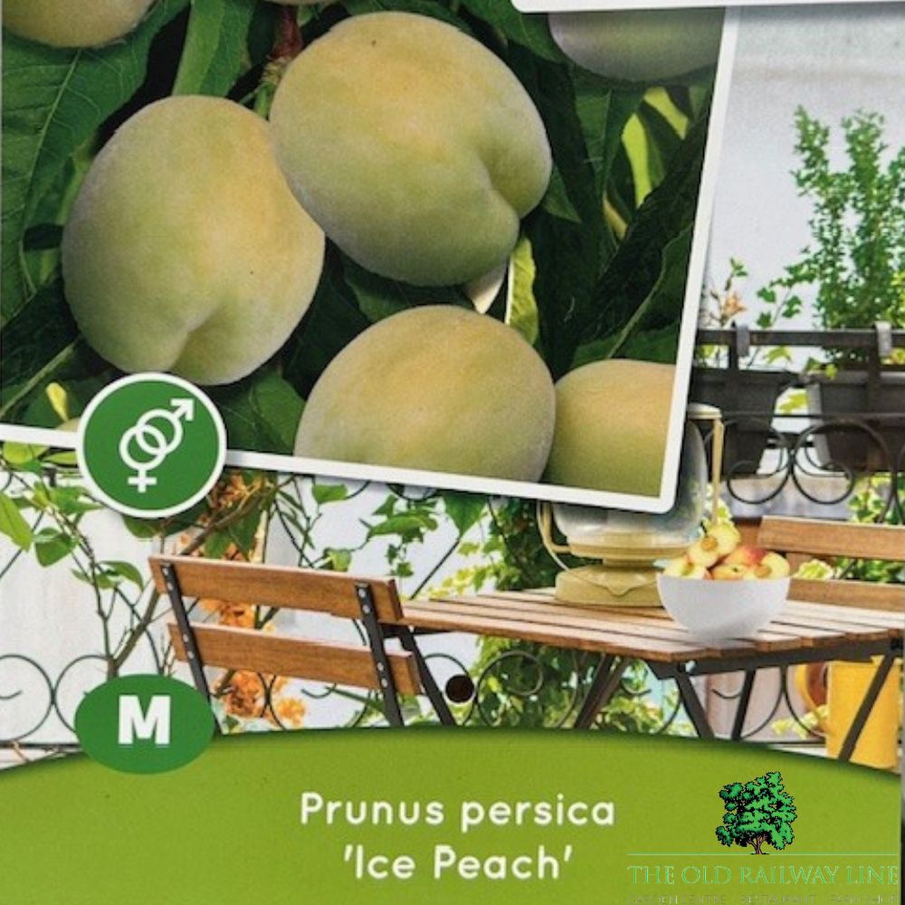 Prunus Persica 'Red Peach' Fruit Tree - 7.5 Ltr Pot