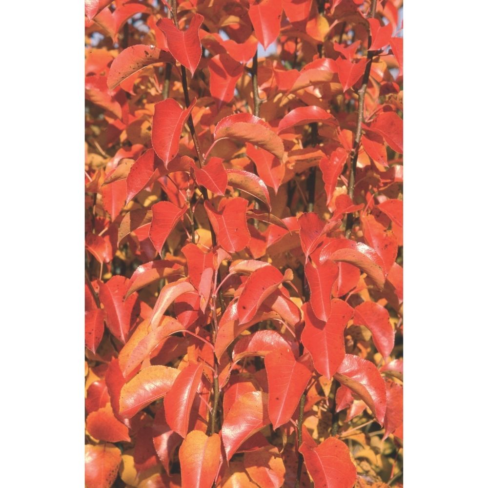Frank P Matthews Pyrus 'Chanticleer' Tree - 12 Ltr Pot