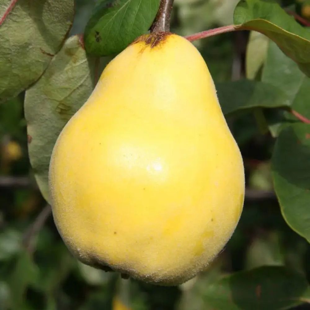 Quince Tree 'Vranja' Half Standard 12Ltr Pot