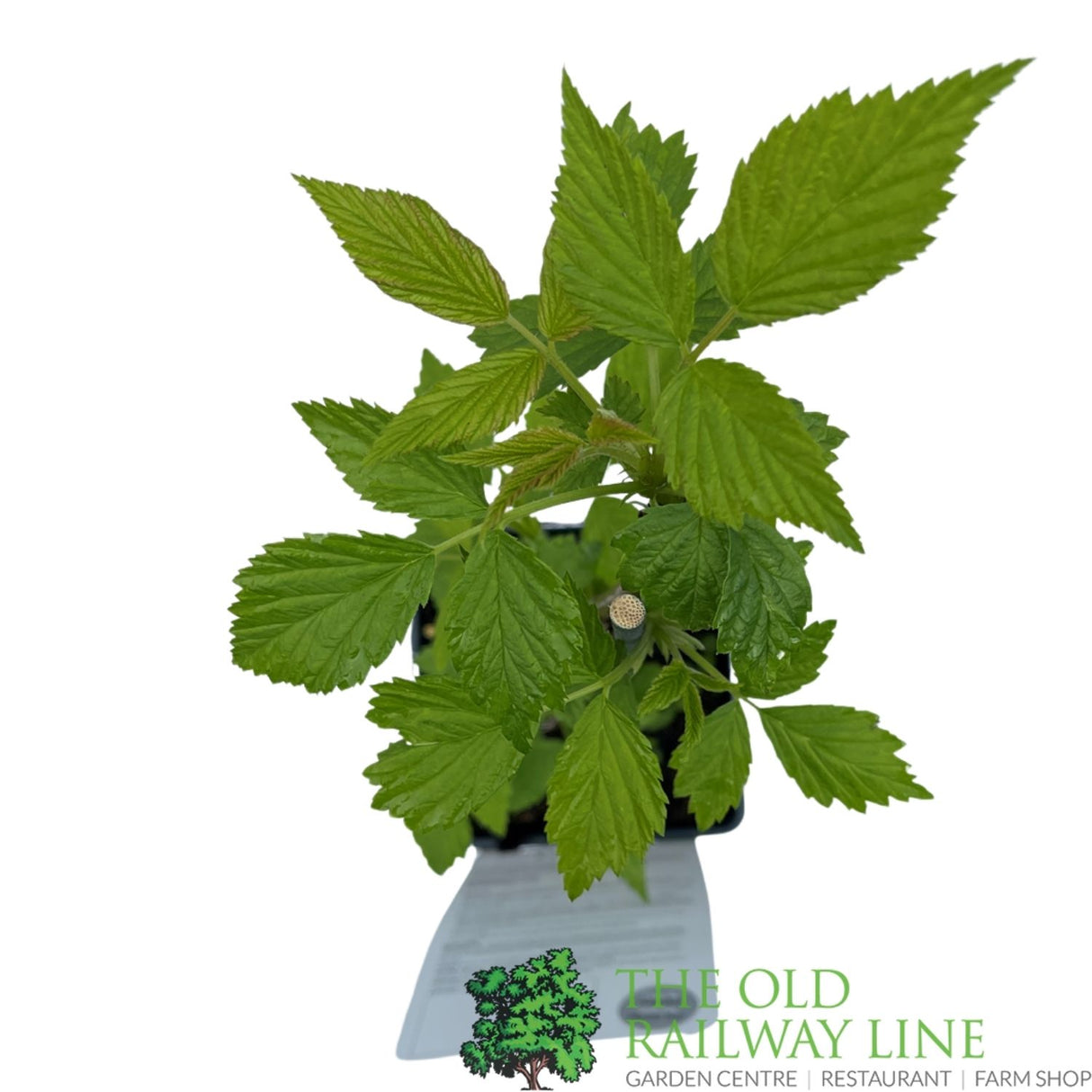 Raspberry 'Autumn Bliss' Fruit Bush 3L Pot