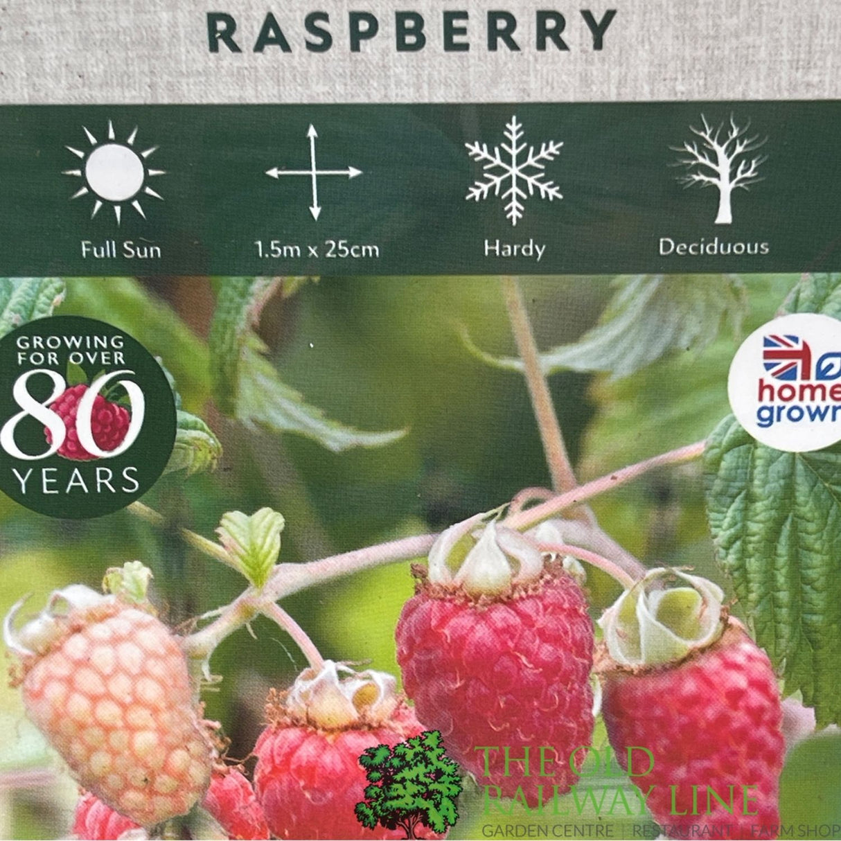 Raspberry 'Autumn Bliss' Fruit Bush 3L Pot