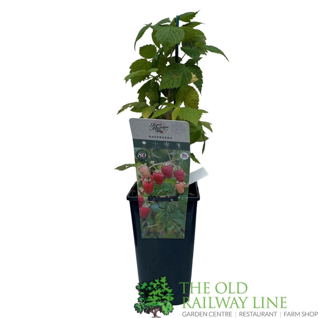 Raspberry 'Autumn Bliss' Fruit Bush 3L Pot