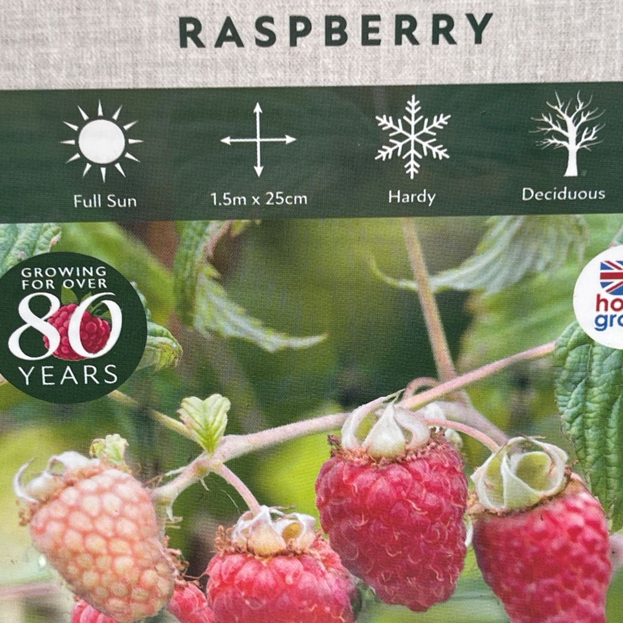 Raspberry 'Autumn Chef' Fruit Bush - 3Ltr Pot