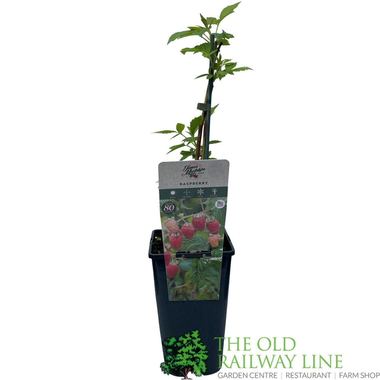 Raspberry 'Autumn Chef' Fruit Bush - 3Ltr Pot