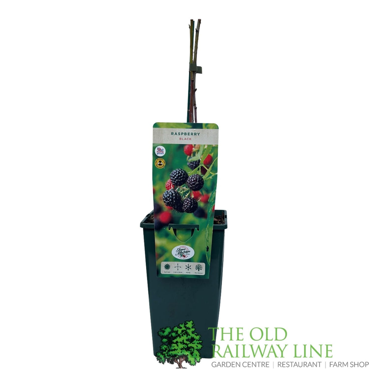 Raspberry 'Black Jewel' Fruit Bush Plant - 3Ltr Pot