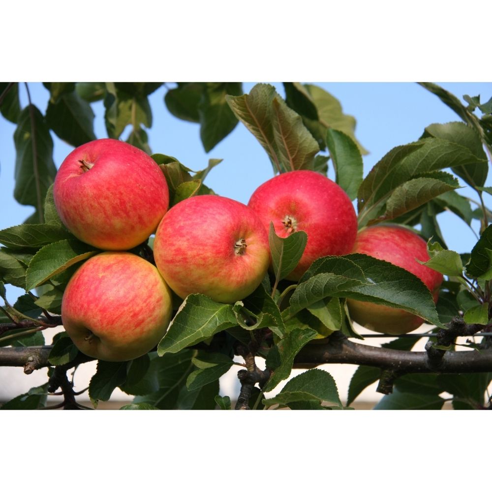 Frank P Matthews 'Red Falstaff' Apple Fruit Tree - 12Ltr Pot