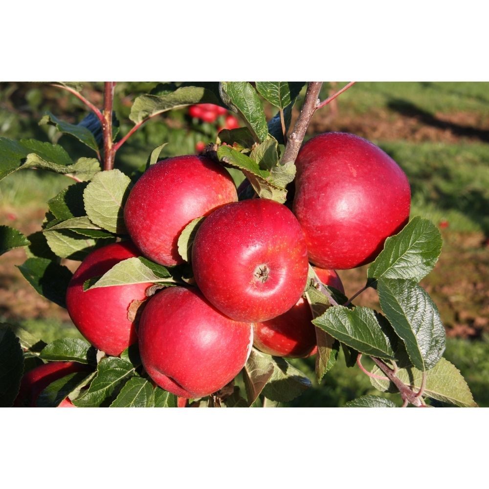Frank P Matthews 12 Litre Red Windsor (Apple)
