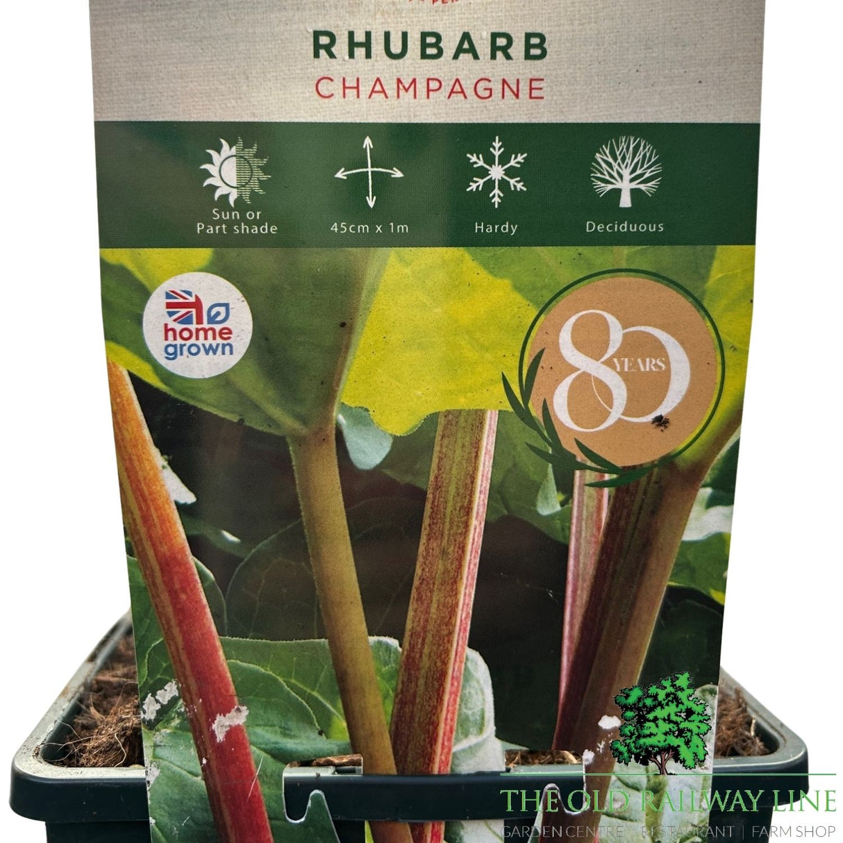 Rhubarb 'Champagne' Fruit Plant 3Ltr Pot