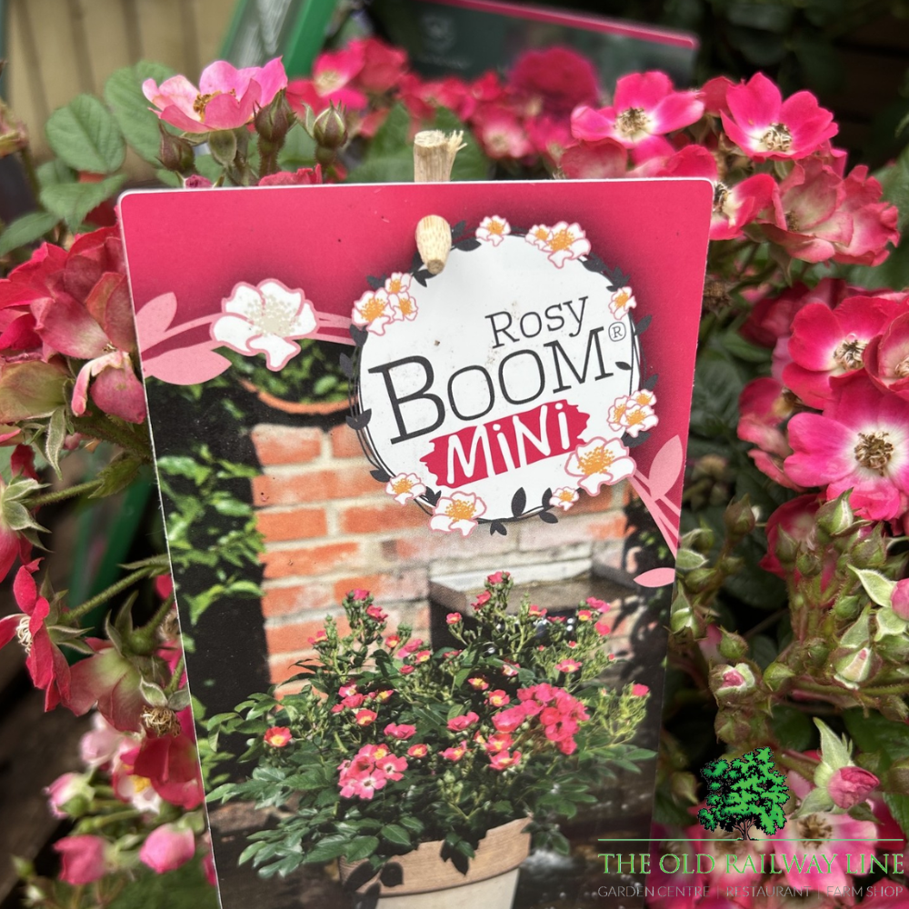 Rosa Rosy Boom Mini Rose Plant - 6Ltr Pot - Old Railway Line Garden Centre