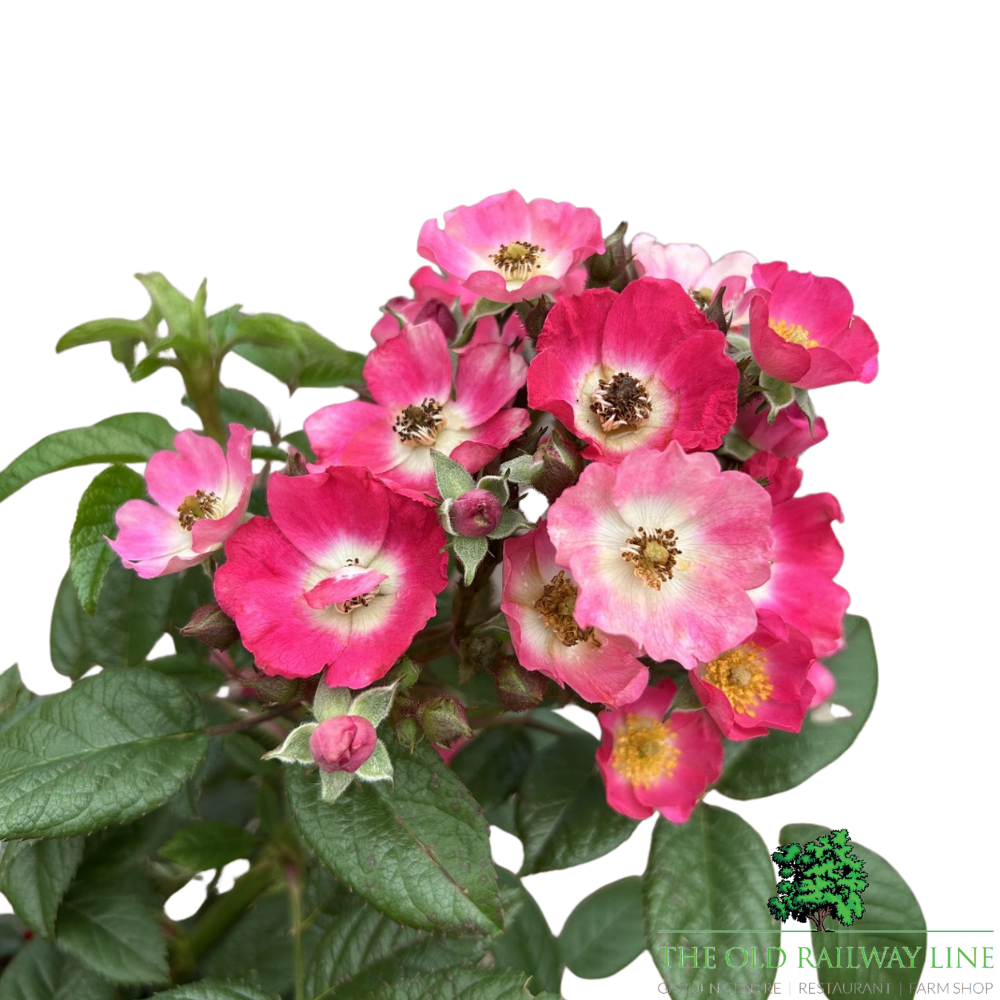 Rosa Rosy Boom Mini Rose Plant - 6Ltr Pot - Old Railway Line Garden Centre