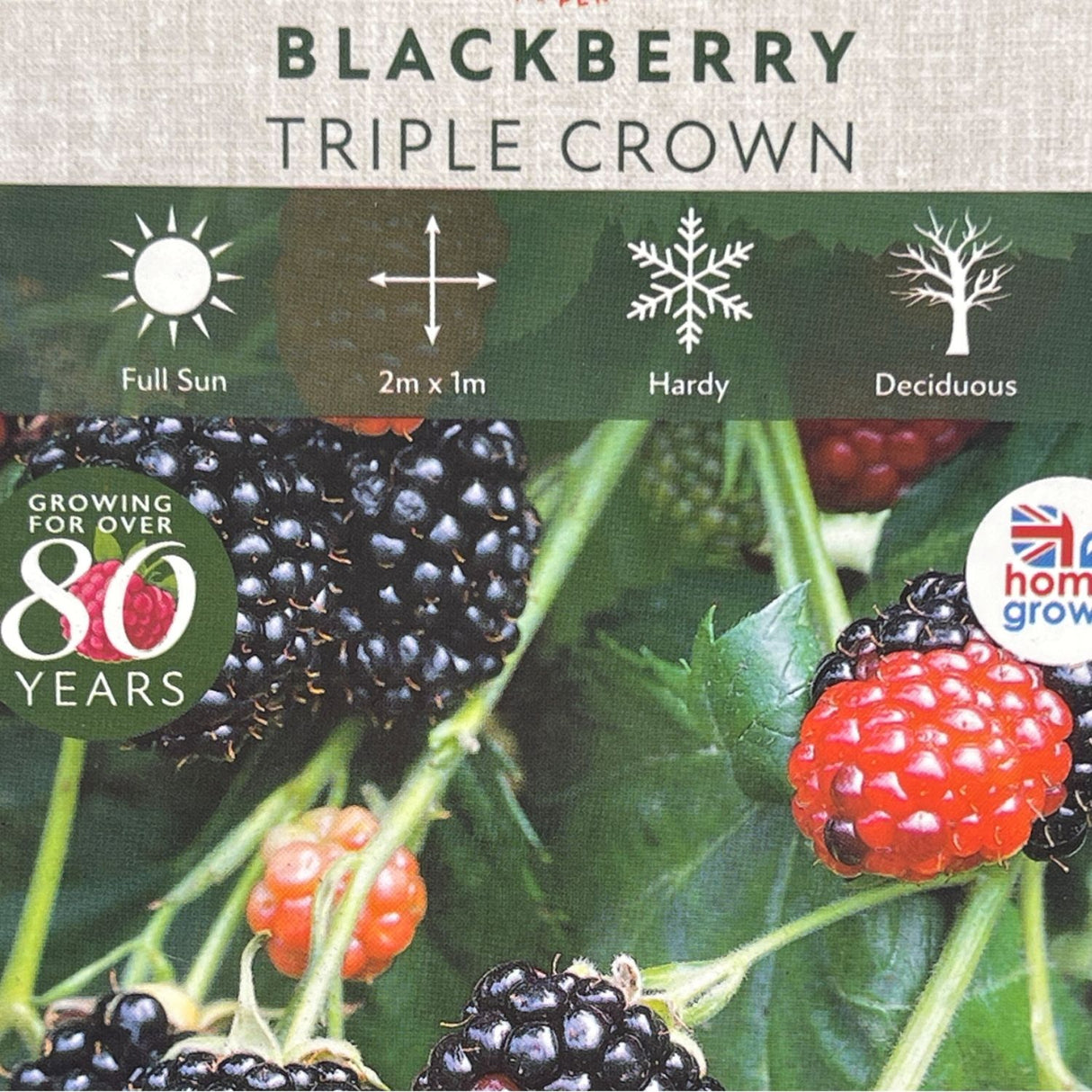 Blackberry Triple Crown Fruit Bush - 3Ltr Pot
