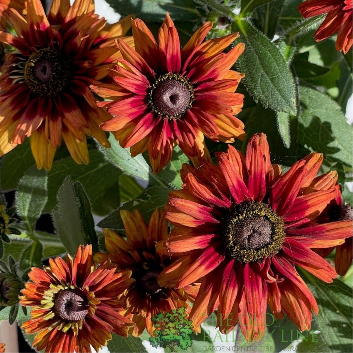 Rudbeckia hirta 'Enchanted Velvet Flame' Plant - 3Ltr Pot