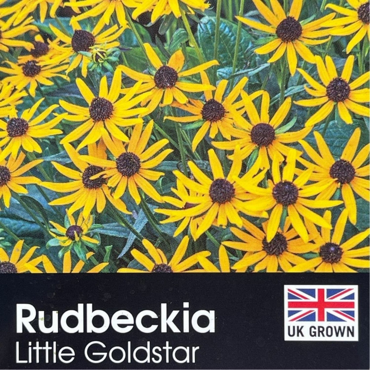 Rudbeckia fulgida 'Little Goldstar' Plant - 3Ltr Pot