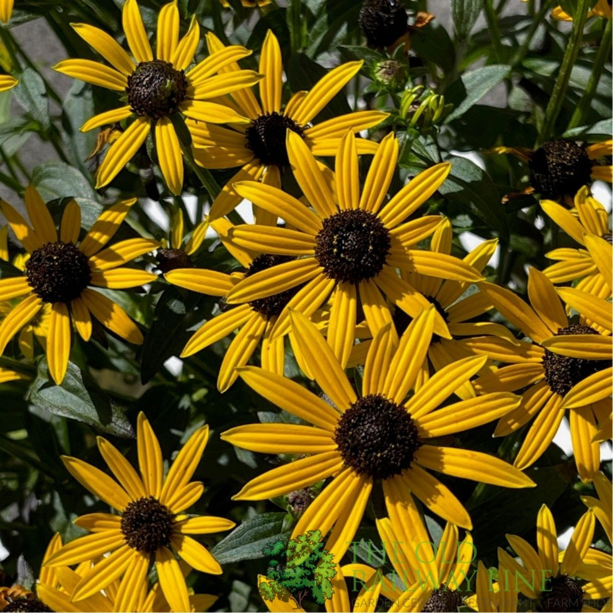 Rudbeckia fulgida 'Little Goldstar' Plant - 3Ltr Pot