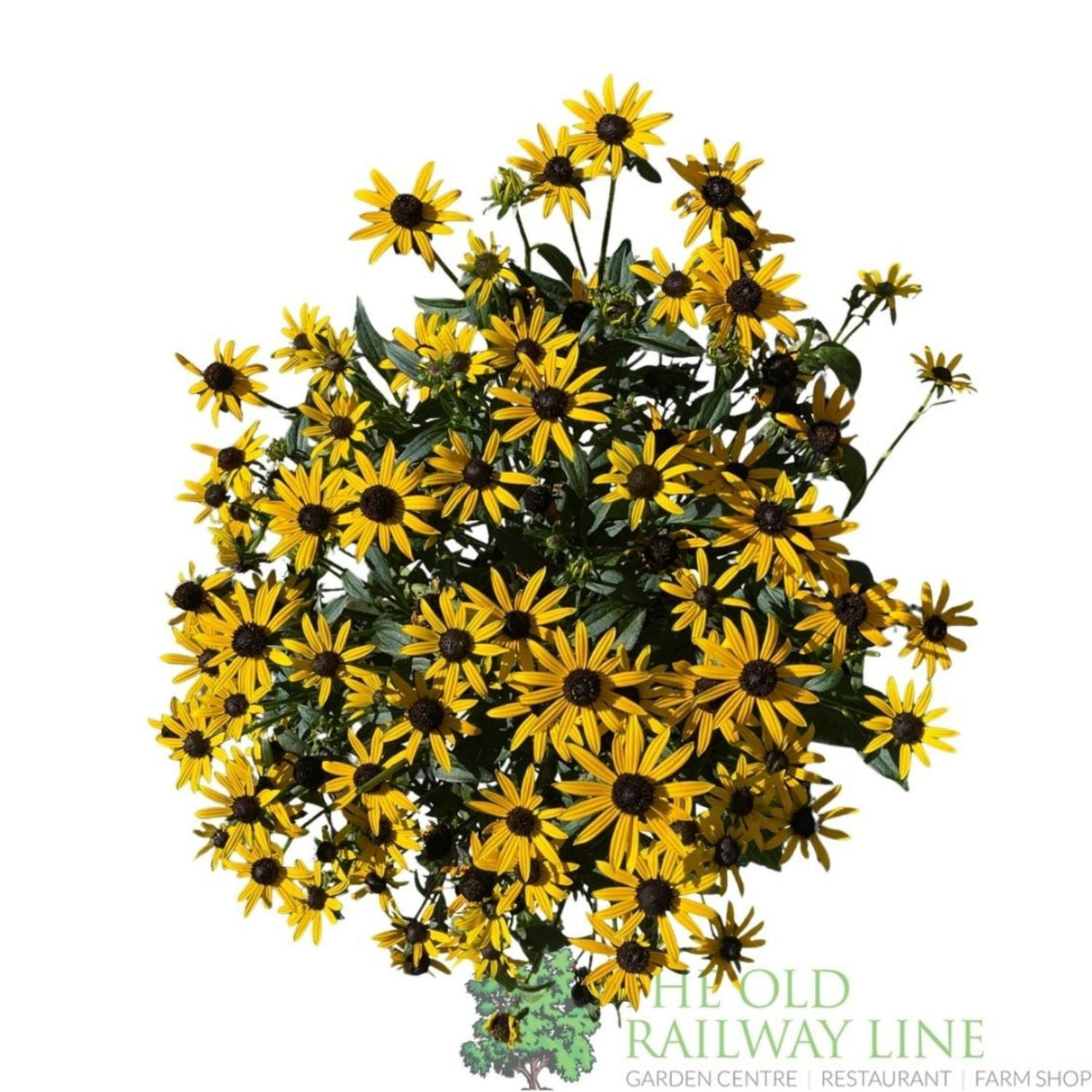 Rudbeckia fulgida 'Little Goldstar' Plant - 3Ltr Pot