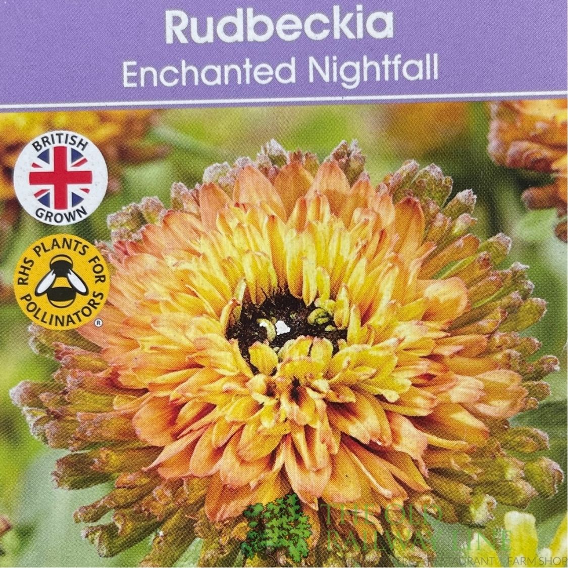 Rudbeckia hirta ''Enchanted Nightfall' Plant - 3Ltr Pot