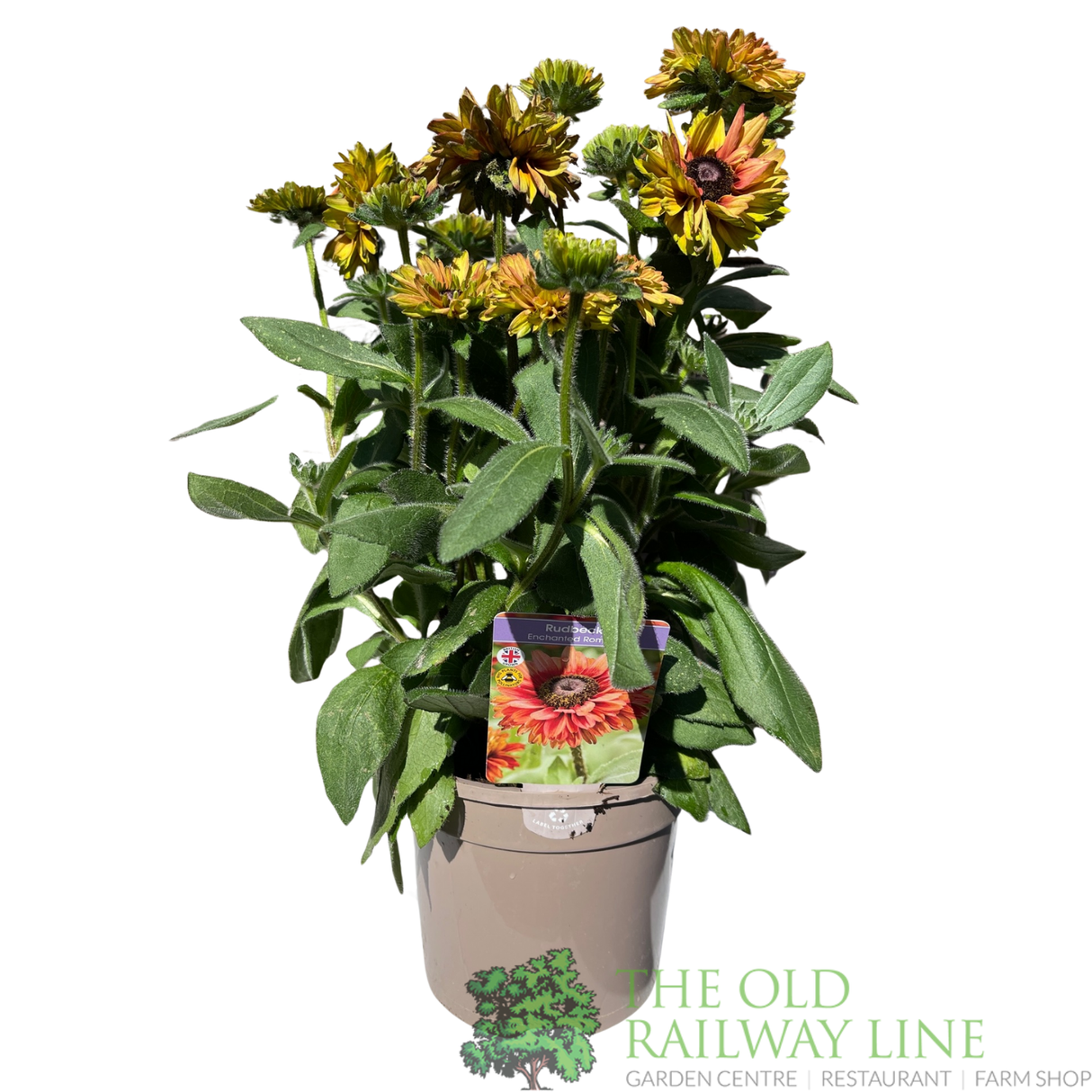 Rudbeckia hirta 'Enchanted Romance' Plant - 3Ltr Pot