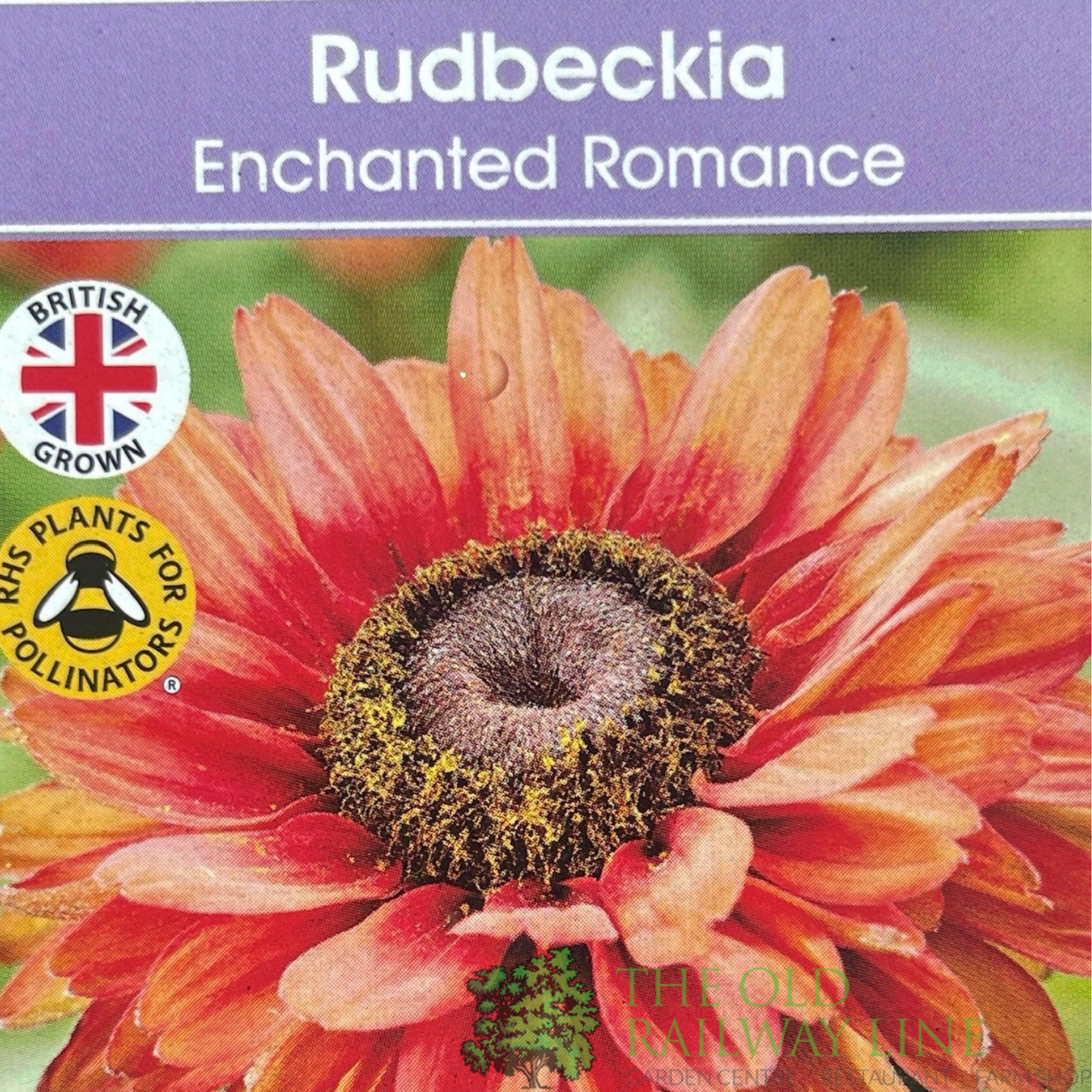 Rudbeckia hirta 'Enchanted Romance' Plant - 3Ltr Pot