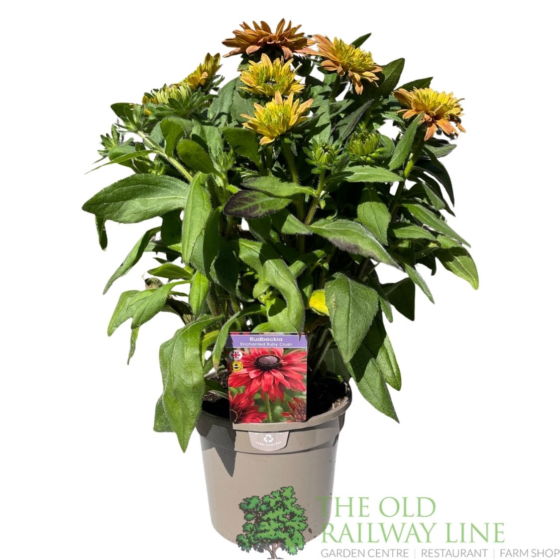 Rudbeckia hirta 'Enchanted Ruby Crush' Plant - 3Ltr Pot