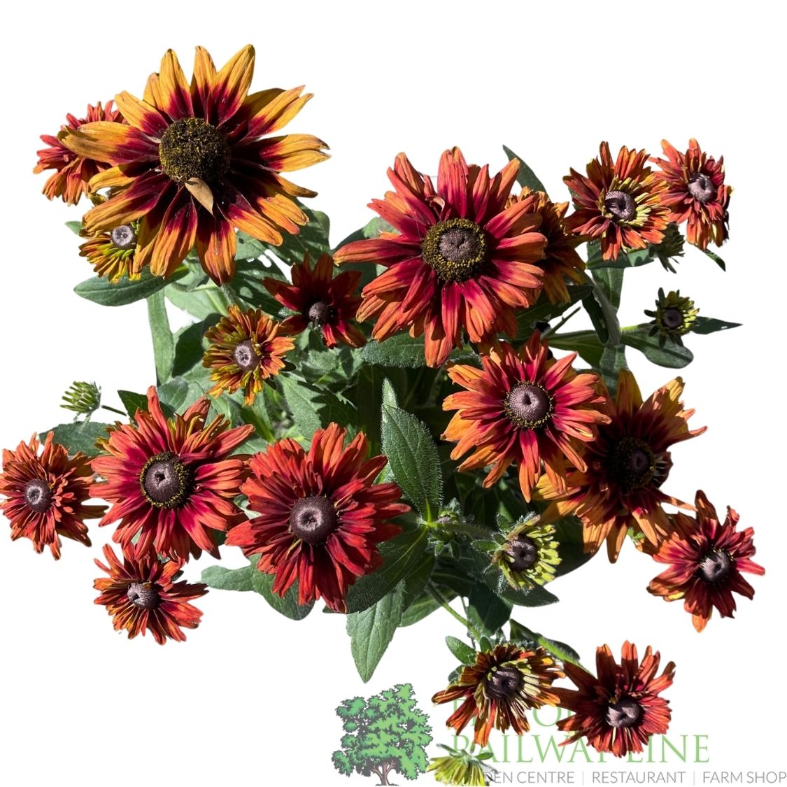 Rudbeckia hirta 'Enchanted Velvet Flame' Plant - 3Ltr Pot