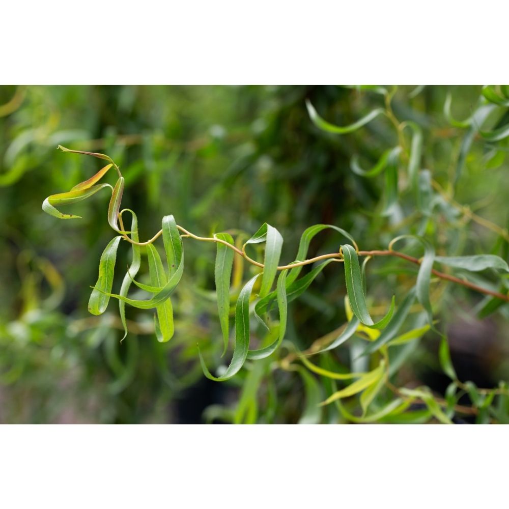 Salix erythroflexuosa ‘Golden Curls’ Willow Tree - 12Ltr Pot