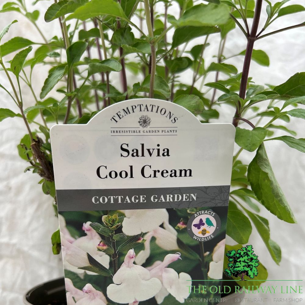 Salvia 'Cool Cream' Plant - 2Ltr Pot