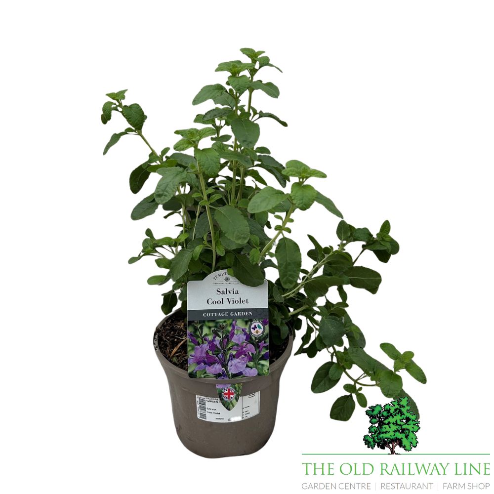 Salvia 'Cool Violet' Plant - 2Ltr Pot