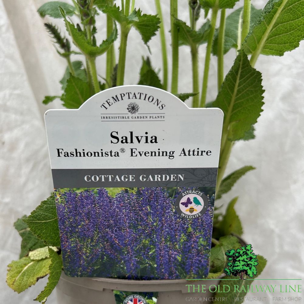 Salvia 'Fashionista 'Evening Attire' Plant - 2Ltr Pot