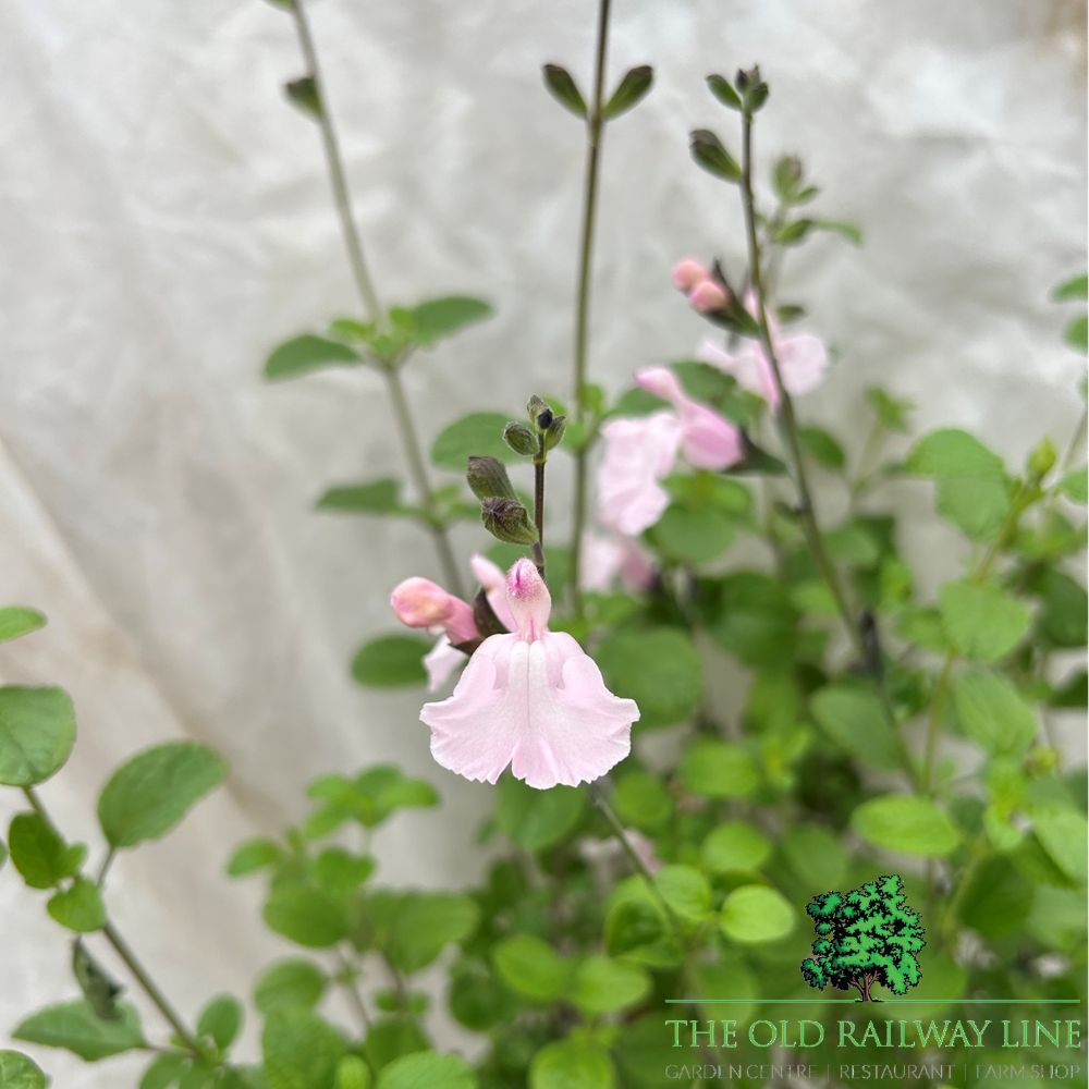 Salvia 'Naomy Tree' Plant - 2Ltr Pot