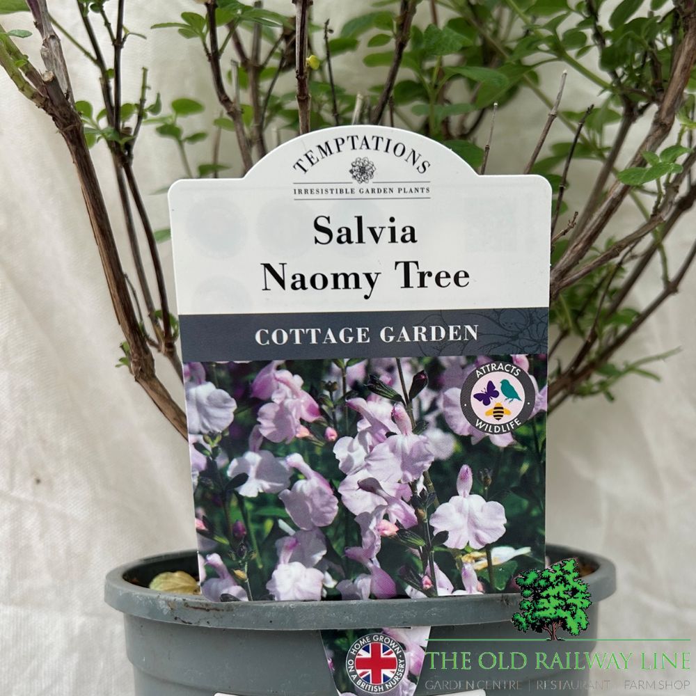 Salvia 'Naomy Tree' Plant - 2Ltr Pot