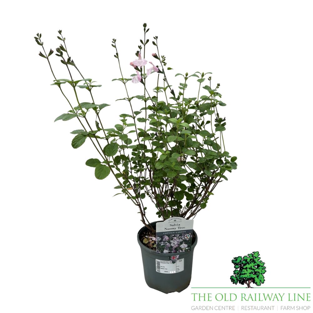 Salvia 'Naomy Tree' Plant - 2Ltr Pot