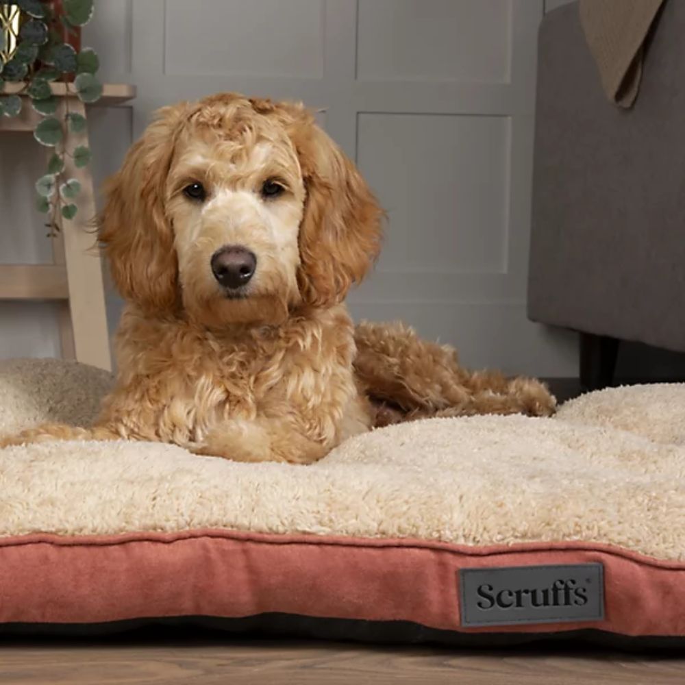 Scruffs 82cm Medium Dog Bed (Choice of 4) - Old Railway Line Garden Centre