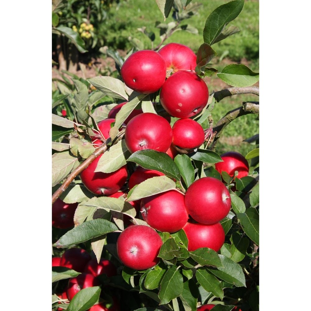 Frank P Matthews Apple 'Scrumptious' M26 Rootstock Fruit Tree - 12Ltr Pot