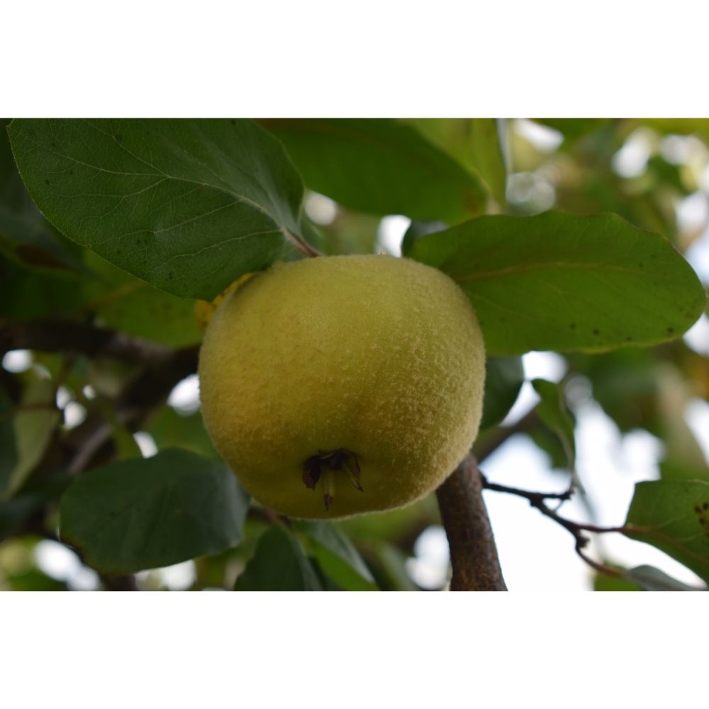 Quince Tree 'Serbian Gold' 12Ltr Pot