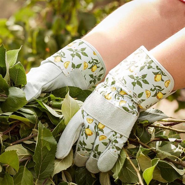 Sicilian Lemon Premium Lightweight Rigger - Medium - Old Railway Line Garden Centre