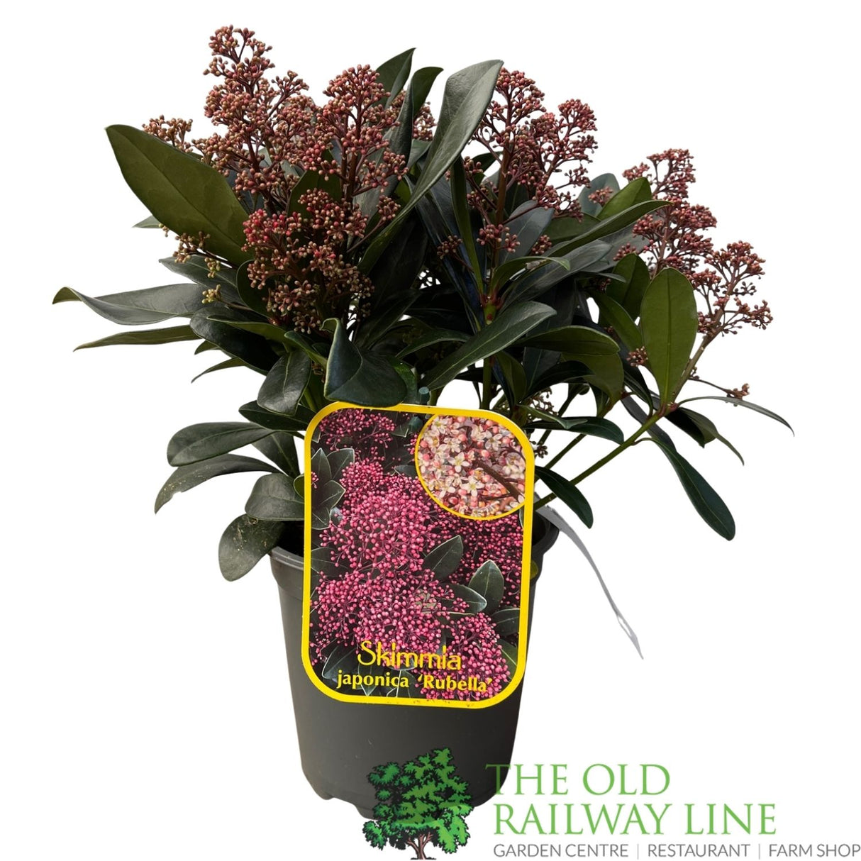 Skimmia japonica 'Rubella' Plant - 2Ltr Pot