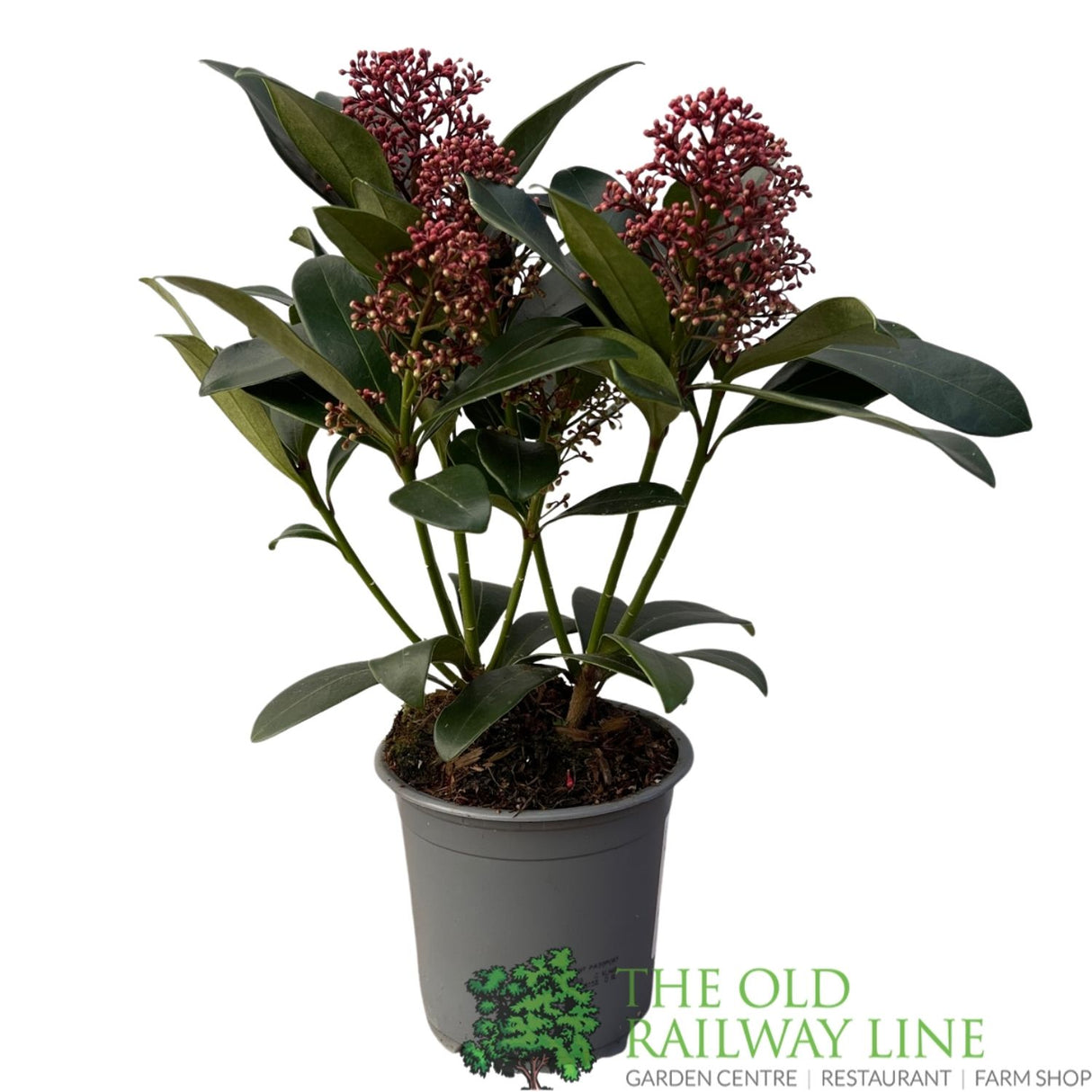 Skimmia japonica 'Rubella' Plant - 10.5cm Pot