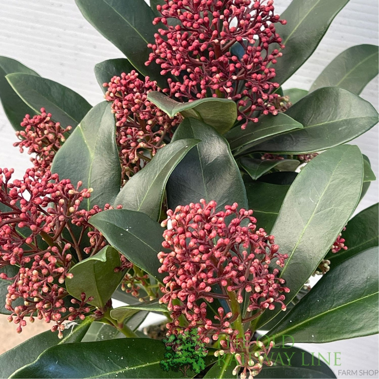 Skimmia japonica 'Rubella' Plant - 10.5cm Pot