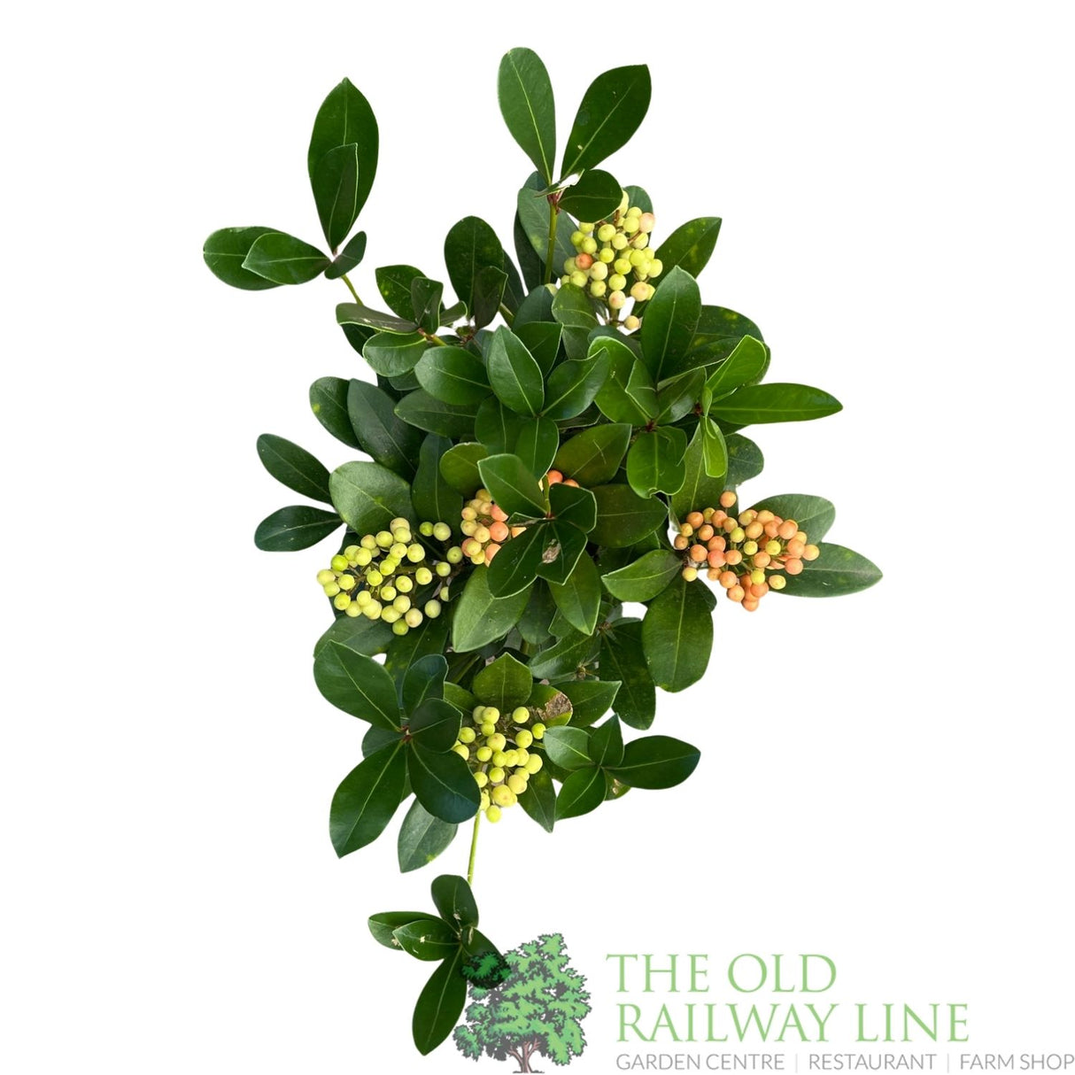 Skimmia japonica 'Temptation' Plant - 2Ltr Pot