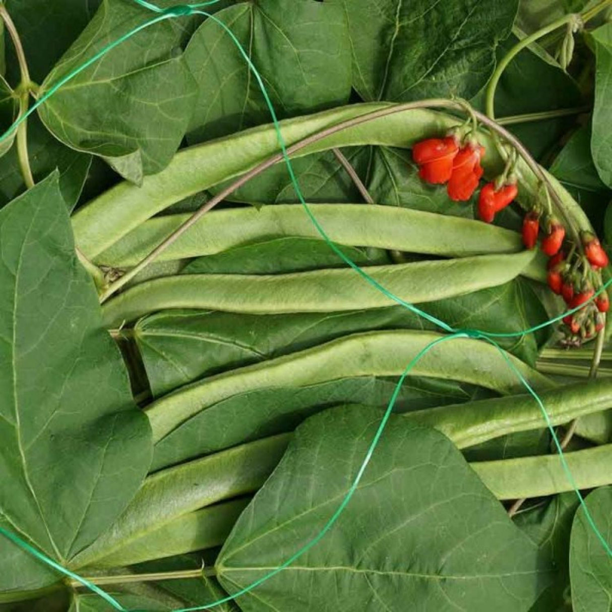 Smart Garden 150mm Pea & Bean Netting (2m x 10m) - Old Railway Line Garden Centre