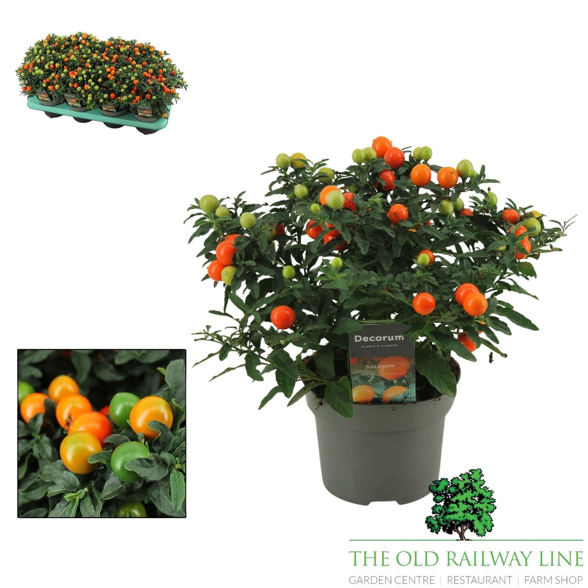 Solanum pseudocapsicum - 13cm pot