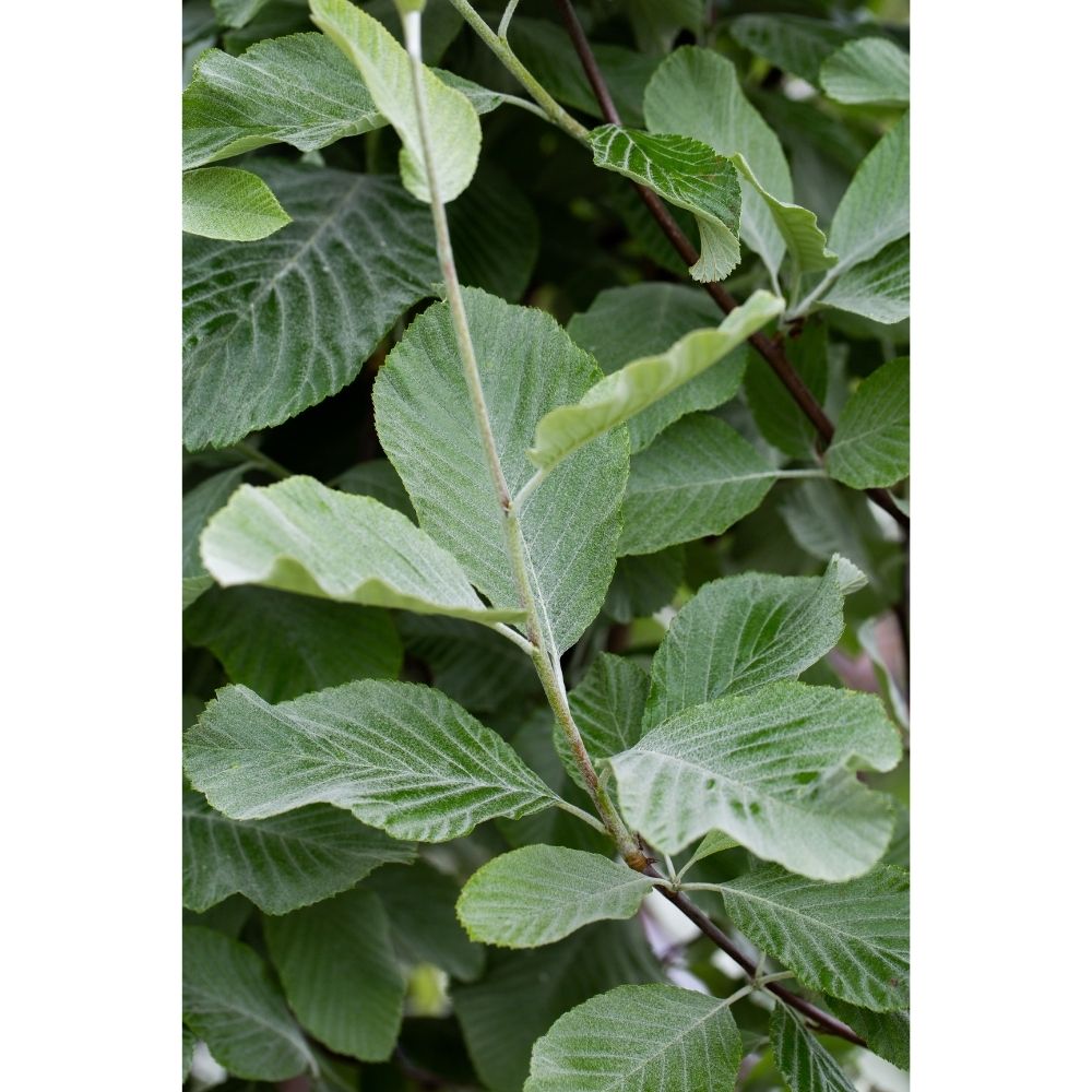 Sorbus aria ‘Lutescens’ 12Ltr Pot