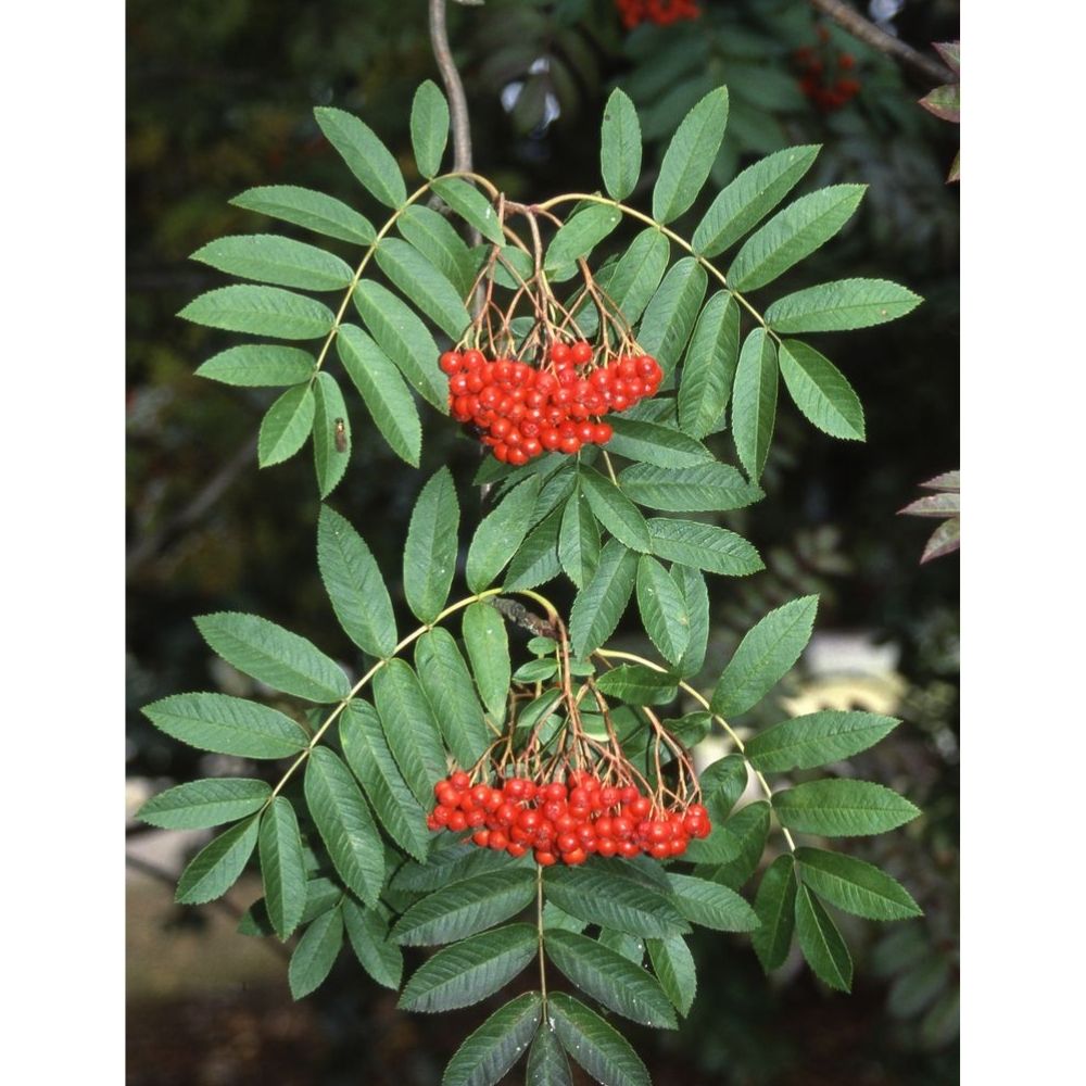 Sorbus Aucuparia 12Ltr Pot