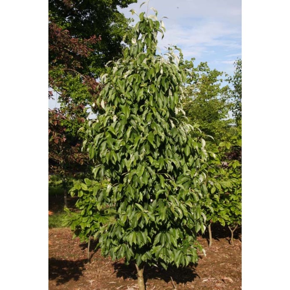 Sorbus hemsleyi 'John Bond' 7Ltr Pot