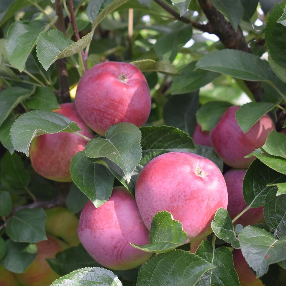 Frank P Matthews 'Spartan' Apple Fruit Tree - 12Ltr Pot