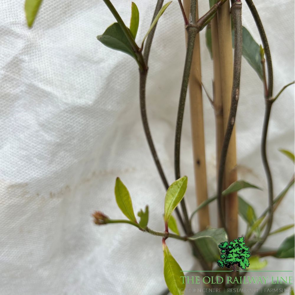 Trachelospermum Jasmine 'Star of Milano' Plant - 3Ltr Pot