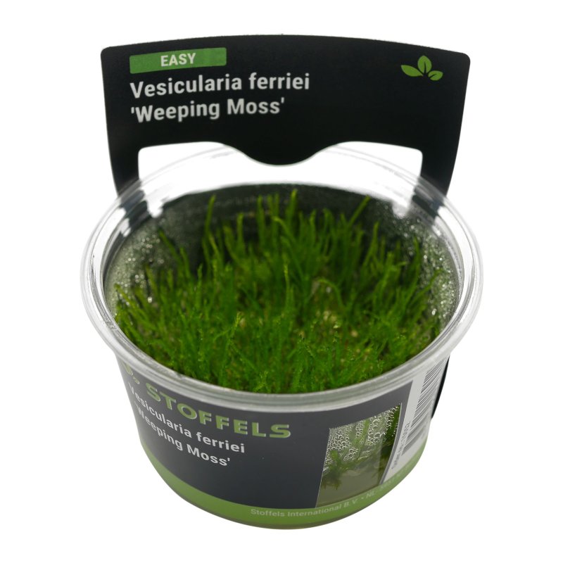 Stoffels Vesicularia Ferriei 'Weeping Moss'