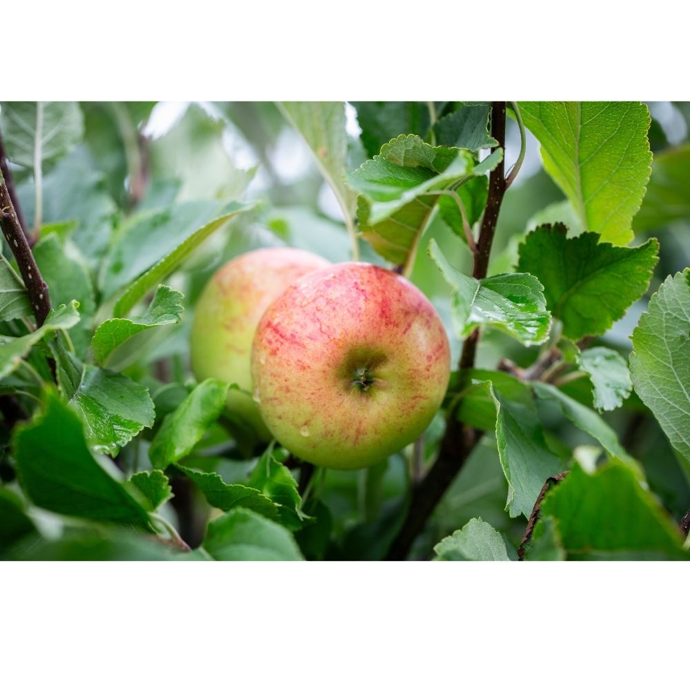 Apple Tree 'Sunset' Fruit Tree 12Ltr Pot