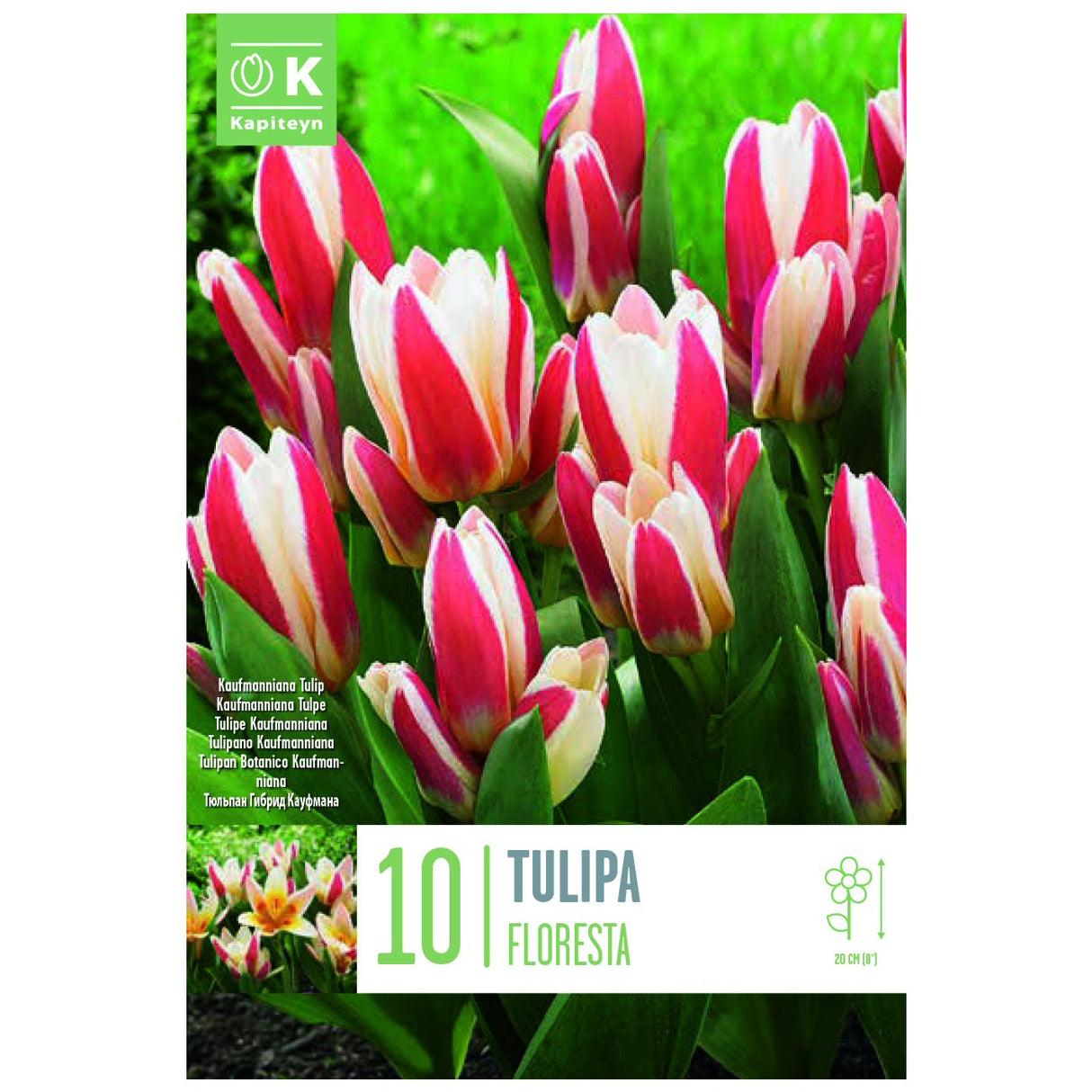 Kapiteyn 10 Floresta Kaufmanniana Tulip Spring Flowering Bulbs
