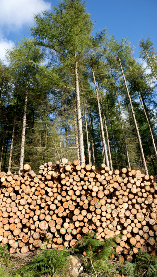 Sustainable Wood Sourcing